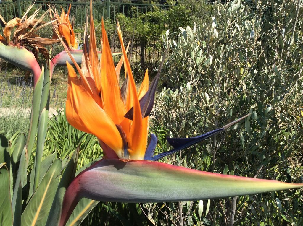 La Cabriere Country House Franschhoek Eksteriør bilde